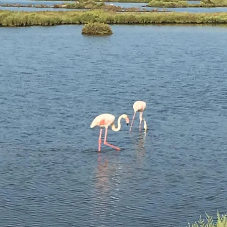 Lo Mas De Suriaca Poblenou del Delta