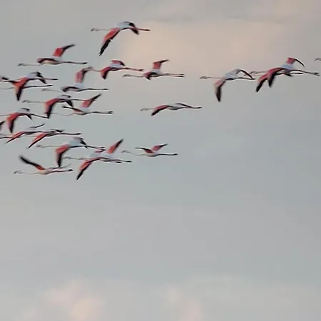 Casa de Férias Lo Mas De Suriaca