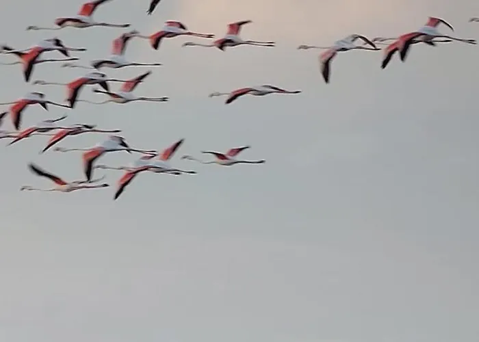بيت للعطل Lo Mas De Suriaca
